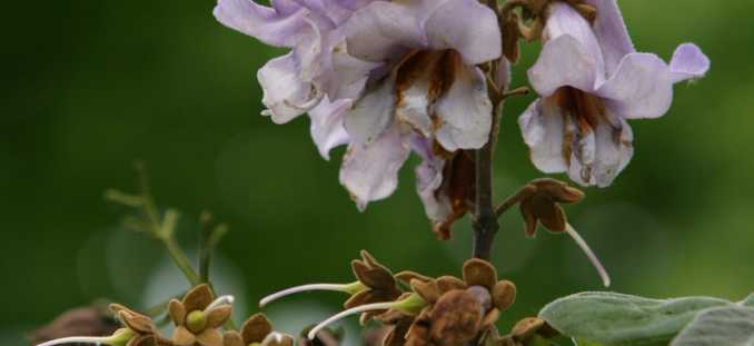 princess tree,foxglove,princess tree 